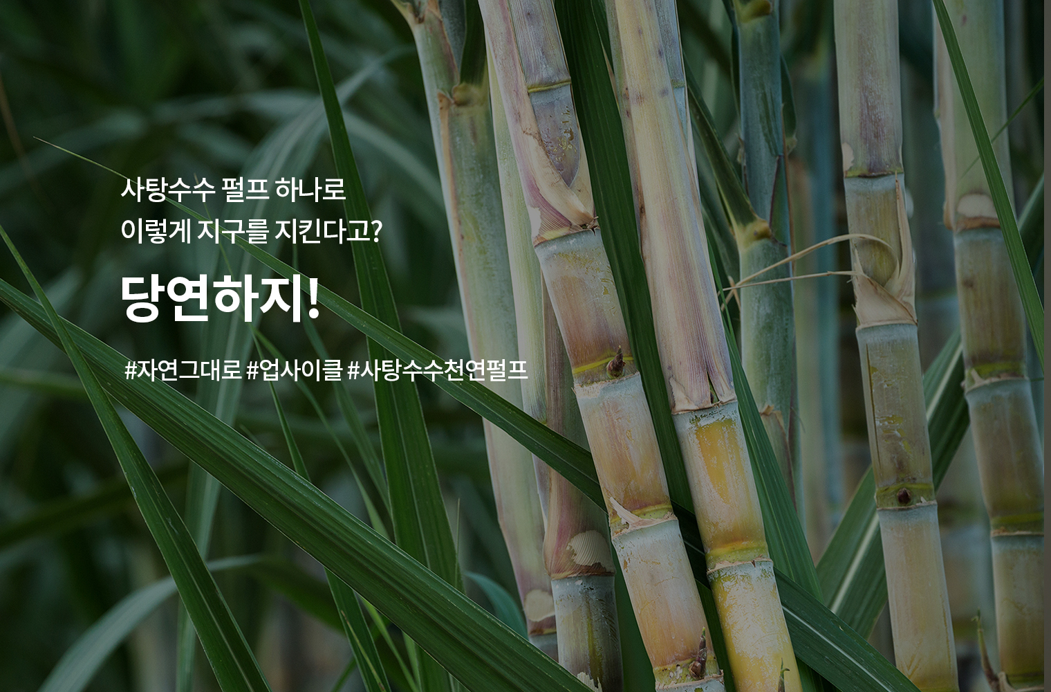 사탕수수 용기 
